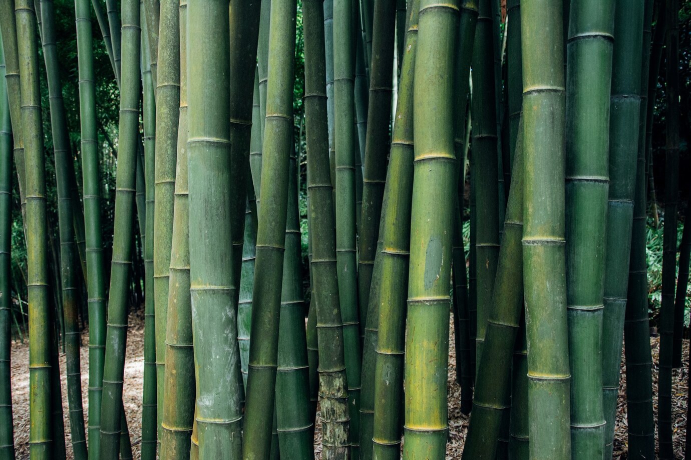 The green miracle unveiling the sustainability of bamboo bambu jutes