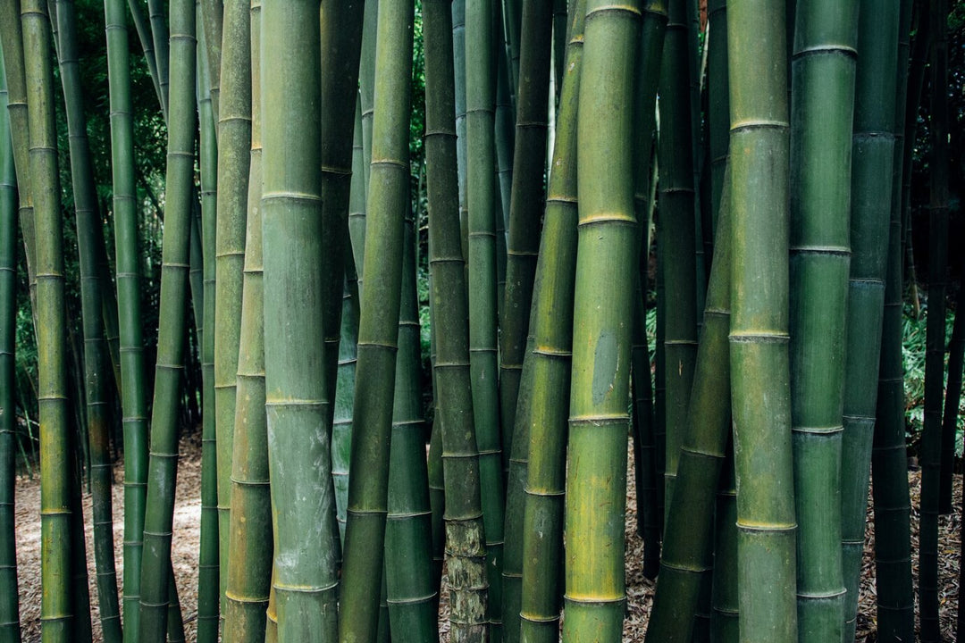 The Green Miracle: Unveiling the Sustainability of Bamboo